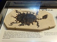 Fosile butte (6).JPG